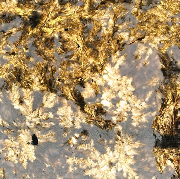 天使之星-金枝玉葉